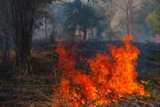 Площадь лесных пожаров в России за сутки выросла еще на 2,3 тыс. га