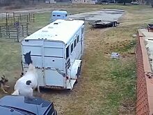 Разъяренный питбуль напал на лошадь и сильно об этом пожалел – видео