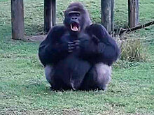 Горилла языком жестов объяснила, что ее нельзя кормить: видео