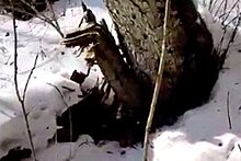 Появилось видео с места гибели растерзанного тигром россиянина