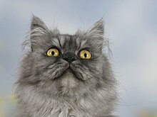 Российский маньяк-живодер потряс жестокостью убийств