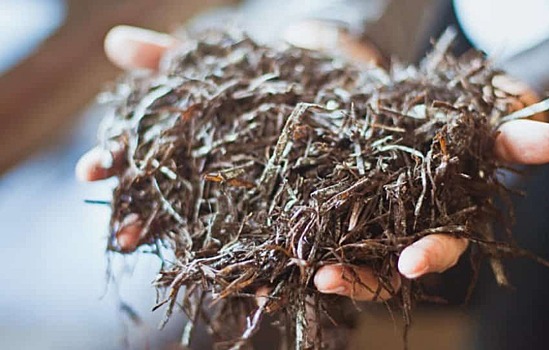 Рецепты приготовления компоста для выращивания шампиньонов в домашних условиях