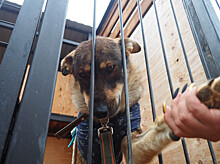 Лечение и стерилизация бездомных животных продолжаются во Владивостоке