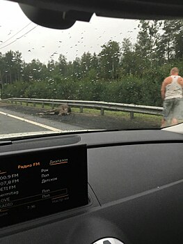 На Мурманском шоссе в ДТП пострадал лось