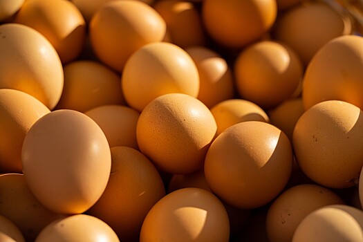Производство яиц в России догнало уровень спроса