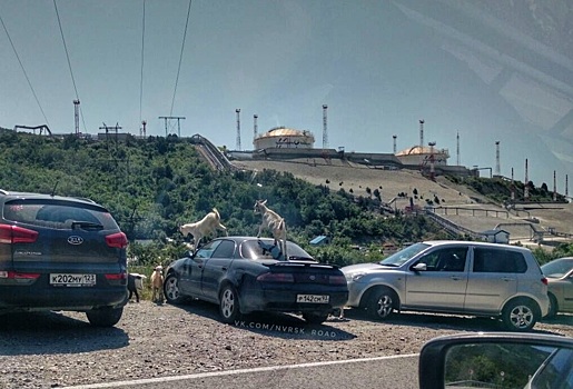 Козлы помяли припаркованный Toyota в Новороссийске