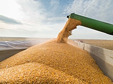 Аналитики снизили прогнозы по урожаю пшеницы в России в 2023 году