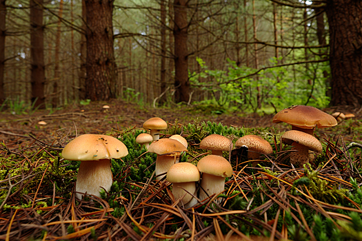 Новосибирцам назвали грибы, которые запретят собирать с сентября 2026 года