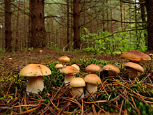 Новосибирцам назвали грибы, которые запретят собирать с сентября 2026 года