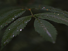 Жителей Удмуртии предупредили о дождях с грозами