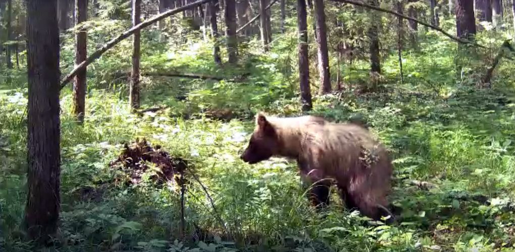 Молодой медведь попал в объектив скрытой камеры в Воткинском районе Удмуртии
