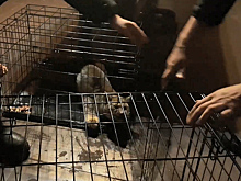 Полицейские изловили рысь, напугавшую хозяйку дома. Видео
