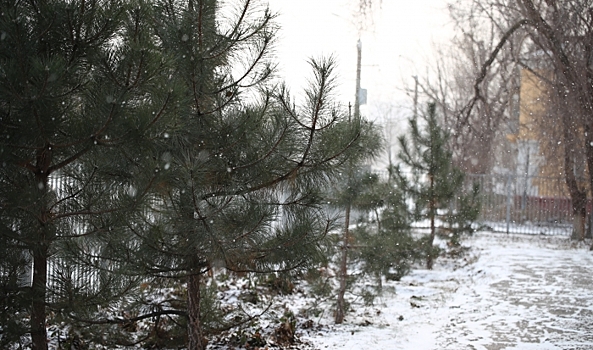 Метель и мороз до -11 градусов надвигаются на Волгоградскую область
