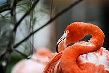 Нижегородский зоопарк приютил залетевшего в регион фламинго