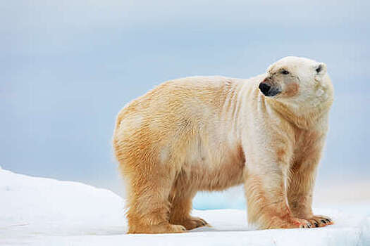 Исследователи обнаружили популяцию белых медведей в "невозможном" для них месте