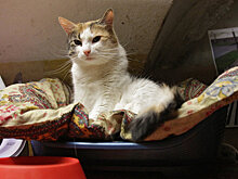 CNN (США): француз завещал деньги 50 кошкам, живущим в российском Эрмитаже