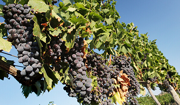 Агроном объяснила, зачем проводить летнюю обрезку винограда