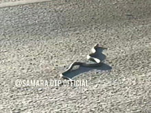 В Самаре на Южном мосту большая змея стала причиной пробки