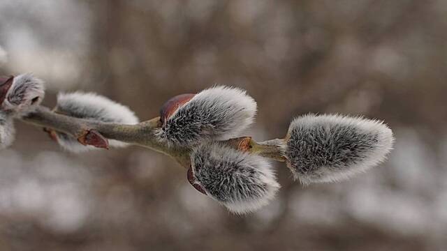 Как укрепить свое здоровье на Вербоносицу, 21 марта