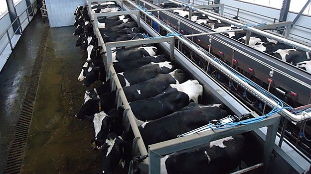 Проекты на 757 млн руб. будут реализованы в молочном животноводстве Архангельской области