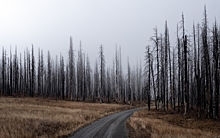 На Байкале не могут восстановить леса, сгоревшие еще в 2015 году