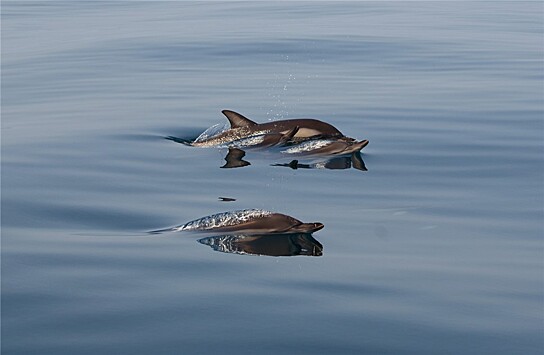 На японском пляже появился дельфин-агрессор
