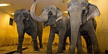 На Шри-Ланке 17 человек пострадали из-за разбушевавшегося слона