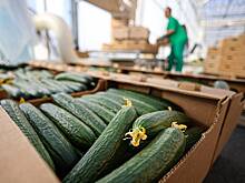 Названы самые подешевевшие фрукты и овощи в России