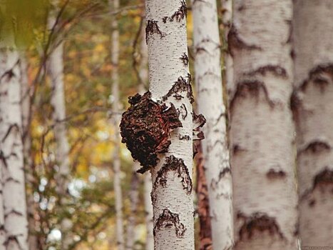 Вещества из березовой коры могут бороться с онкологией