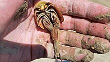 На утонувшем Burning Man вылупились «креветки-динозавры»