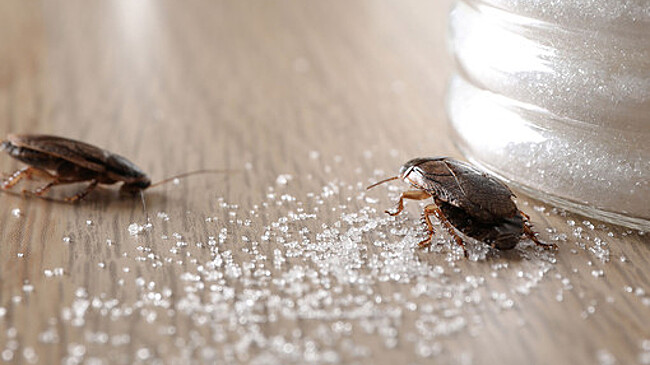 Кореянка использовала самодельный огнемет против таракана и спалила дом