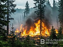 В России за сутки потушили восемь лесных пожаров
