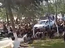 В Самаркандской области к местной администрации пригнали стадо овец
