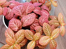 Если нет флорариума: как вырастить фиттонию просто на подоконнике