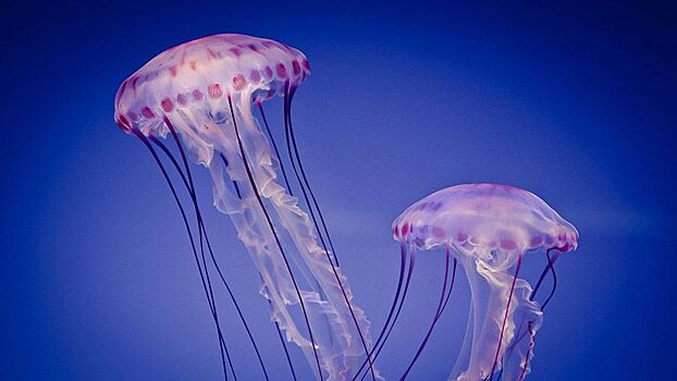Первая помощь при укусе медузы