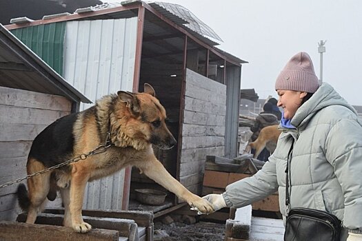 На отлов бездомных животных в Зеленодольске на весь 2026 год выделят 10 млн рублей
