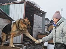 На отлов бездомных животных в Зеленодольске на весь 2026 год выделят 10 млн рублей