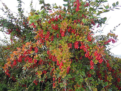 Барбарис - обязательный ингредиент "грузинской колбасы"