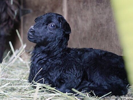 Москвичи выберут имя для овечки с «Городской фермы» на ВДНХ