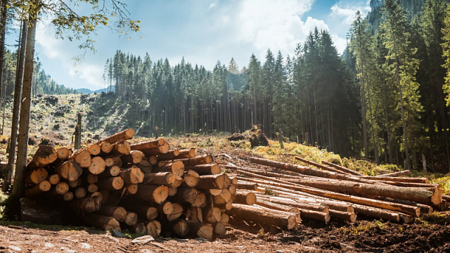 В одном из регионов России создали лесопромышленный кластер