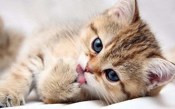 Паразит Токсоплазма: как это заставляет нас любить кошек