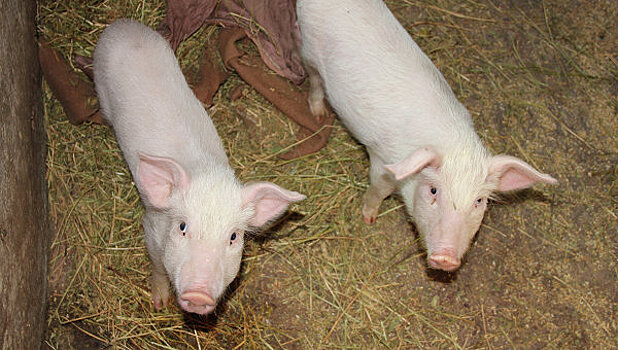 В Эстонии уничтожат более 6 тыс свиней