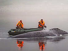 Застрявший в устье реки 40-тонный кит сможет продержаться не больше трех суток