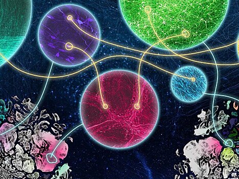 Расчет окончен: сколько типов клеток находится в человеческом мозге