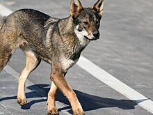 Полиция в Сочи проверит факт гибели бездомных собак