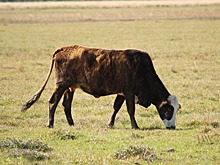 Сергей Леонов заявил, что закон о сельском туризме увеличит доходы фермеров