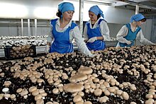 Под Белгородом появятся грибные кооперативы