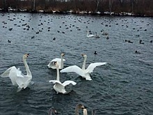 Лебеди вернулись с зимовки в Новосибирскую область
