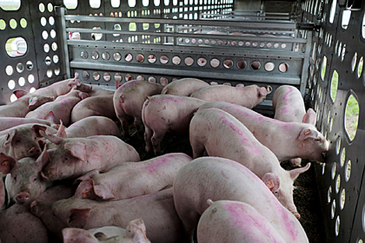 В США свиней посадили на диету на фоне мясного кризиса