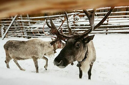 Оленям спасателей МЧС добавят опилок